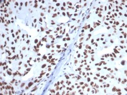 HspA1B Antibody (HSPA1B/7628), Novus Biologicals:Antibodies:Primary Antibodies