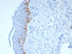 Melan-A/MART-1 Antibody (rMLANA/8180), Novus Biologicals 20 &mu;g, Unconjugated:Antibodies,