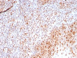 PCNA Antibody (rPCNA/8858), Novus Biologicals:Antibodies:Primary Antibodies