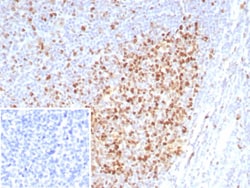 PCNA Antibody (rPCNA/8859), Novus Biologicals 100 &mu;g, Unconjugated:Antibodies,
