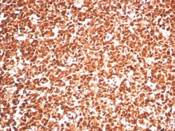 PCNA Antibody (PCNA/8303R), Novus Biologicals 20 &mu;g, Unconjugated:Antibodies,
