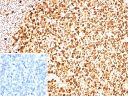 PCNA Antibody (PCNA/8633R), Novus Biologicals 20 &mu;g, Unconjugated:Anticorps,