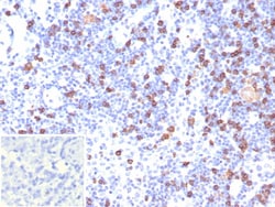 CD8 Antibody (CD8/7793R), Novus Biologicals:Antibodies:Primary Antibodies
