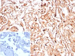 Podoplanin Antibody (PDPN/8950R), Novus Biologicals 20 &mu;g, Unconjugated:Antibodies,