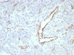 CD31/PECAM-1 Antibody (rPECAM1/8826), Novus Biologicals 20 &mu;g, Unconjugated:Antibodies,