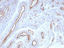CD31/PECAM-1 Antibody (rPECAM1/8830), Novus Biologicals 100 &mu;g, Unconjugated:Antibodies,