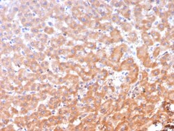 ALDH1L1 Antibody (ALDH1L1/7958), Novus Biologicals:Anticuerpos:Anticuerpos