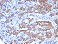 Villin 1 Antibody (rVIL1/8336), Novus Biologicals 100 &mu;g, Unconjugated:Antibodies,