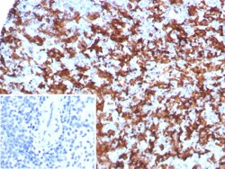 AIF-1/Iba1 Antibody (AIF1/8970R), Novus Biologicals 100 &mu;g, Unconjugated:Anticorps,