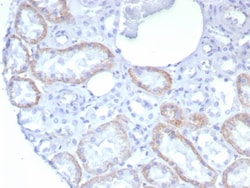 N-Cadherin Antibody (rCDH2/8291), Novus Biologicals 20 &mu;g, Unconjugated:Anticuerpos