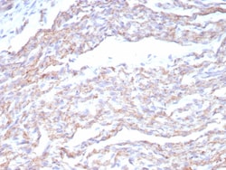 N-Cadherin Antibody (CDH2/8815R), Novus Biologicals 100 &mu;g, Unconjugated:Anticorps,