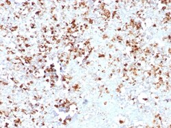 Myelin Protein Zero Antibody (MPZ/7389), Novus Biologicals 20 &mu;g, Unconjugated:Antibodies,