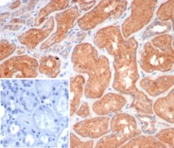 S100G Antibody (S100G/7462), Novus Biologicals:Antibodies:Primary Antibodies