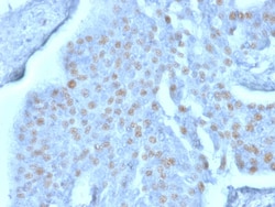 DBPA Antibody (PCRP-YBX3-2D12), Novus Biologicals™
