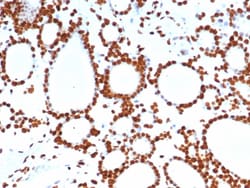 Pet1 Antibody (FEV/7311), Novus Biologicals 100 &mu;g, Unconjugated:Antibodies,
