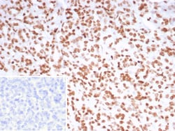 Pet1 Antibody (FEV/7311), Novus Biologicals 100 &mu;g, Unconjugated:Antibodies,