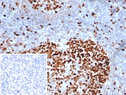 MCM3 Antibody (MCM3/6706), Novus Biologicals:Antibodies:Primary Antibodies