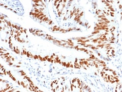 MCM3 Antibody (MCM3/6706), Novus Biologicals:Antibodies:Primary Antibodies