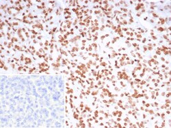 Pet1 Antibody (FEV/7311) - Azide and BSA Free, Novus Biologicals 100 &mu;g,