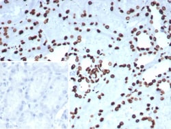 Pet1 Antibody (FEV/7311) - Azide and BSA Free, Novus Biologicals 100 &mu;g,