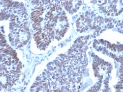 LDB2 Antibody (PCRP-LDB2-1B10) - Azide and BSA Free, Novus Biologicals