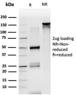 LDB2 Antibody (PCRP-LDB2-1B10) - Azide and BSA Free, Novus Biologicals