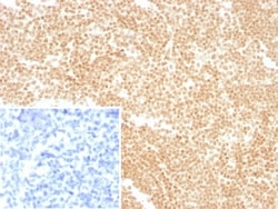LDB2 Antibody (PCRP-LDB2-1B10) - Azide and BSA Free, Novus Biologicals