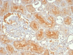 Adenylate Cyclase 8 Antibody (ADCY8/7341) - Azide and BSA Free, Novus Biologicals