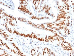 MCM3 Antibody (MCM3/6706) - Azide and BSA Free, Novus Biologicals 100 &mu;g | Buy Online | Novus Biologicals | Fisher Scientific