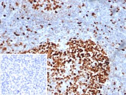 MCM3 Antibody (MCM3/6706) - Azide and BSA Free, Novus Biologicals 100 &mu;g | Buy Online | Novus Biologicals | Fisher Scientific
