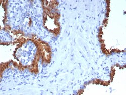PTP pi/PTPRU Antibody (PTPRU/7616) - Azide and BSA Free, Novus Biologicals
