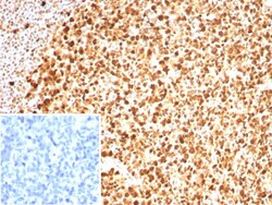 PCNA Antibody (PCNA/8633R) - Azide and BSA Free, Novus Biologicals 100