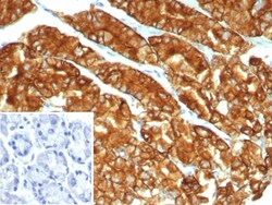 Claudin-18.2 Antibody (CLDN18.2/7300R) - Azide and BSA Free, Novus Biologicals
