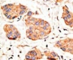 Connexin 43/GJA1 Antibody, Novus Biologicals 400 &mu;L, Unconjugated:Antibodies,