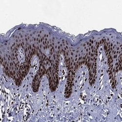 c-jun Antibody, Novus Biologicals 100 &mu;L, Unconjugated:Antibodies, Polyclonal