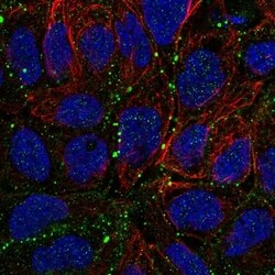 Claudin-23 Antibody, Novus Biologicals 100 &mu;L, Unconjugated:Antibodies,