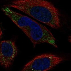 LHFPL5 Antibody, Novus Biologicals 100 &mu;L, Unconjugated:Antibodies,