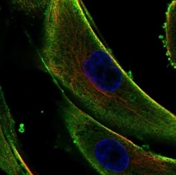 Collagen V alpha 3 Antibody, Novus Biologicals 100 &mu;L, Unconjugated:Antibodies,