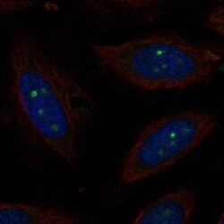 Cyclin-O Antibody, Novus Biologicals 100 &mu;L, Unconjugated:Antibodies,