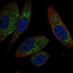EFHB Antibody, Novus Biologicals 100 &mu;L, Unconjugated:Antibodies, Polyclonal
