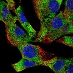 eIF2B4 Antibody, Novus Biologicals 100 &mu;L, Unconjugated:Antibodies,