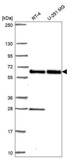 eIF2B4 Antibody, Novus Biologicals 100 &mu;L, Unconjugated:Antibodies,