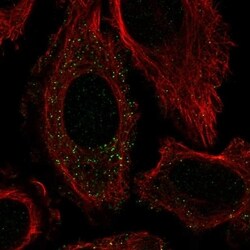 FTCDNL1 Antibody, Novus Biologicals 100 &mu;L, Unconjugated:Antibodies,