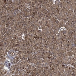 GBL Antibody, Novus Biologicals 100 &mu;L, Unconjugated:Antibodies, Polyclonal