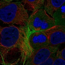 GPR148 Antibody, Novus Biologicals 100 &mu;L, Unconjugated:Antibodies,