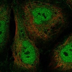 GTF2A1L Antibody, Novus Biologicals 100 &mu;L, Unconjugated:Antibodies,