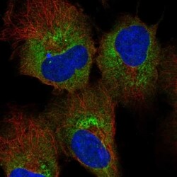 HDLBP Antibody, Novus Biologicals 100 &mu;L, Unconjugated:Antibodies, Polyclonal