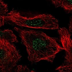Histone H3.3B Antibody, Novus Biologicals 100 &mu;L | Buy Online | Novus Biologicals | Fisher Scientific