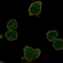 HSFY1 Antibody, Novus Biologicals 100 &mu;L, Unconjugated:Antibodies, Polyclonal
