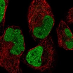 INSIGF Antibody, Novus Biologicals 100 &mu;L, Unconjugated:Antibodies,